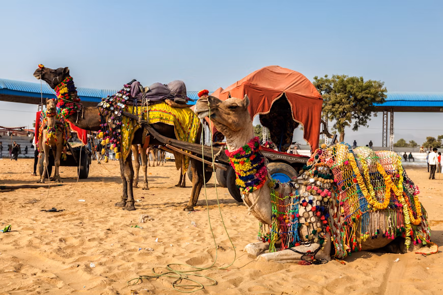 Pushkar Camel Fair